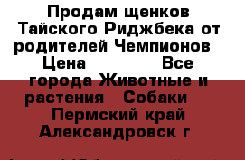 Продам щенков Тайского Риджбека от родителей Чемпионов › Цена ­ 30 000 - Все города Животные и растения » Собаки   . Пермский край,Александровск г.